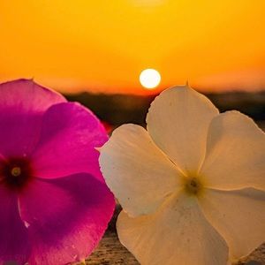 Meet your Posher, Becky